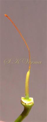  Pistil